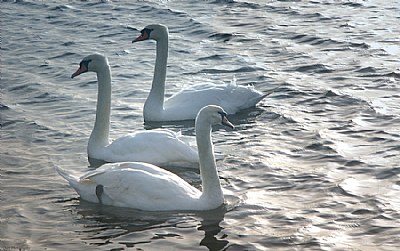 3 Swans
