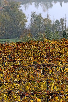 autunno tra le vigne 9