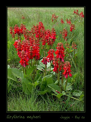 Erythrina