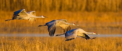 Adult Sandhill Cranes at Sunset