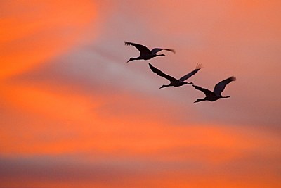 Sandhills and Sunrise (6:39 AM)