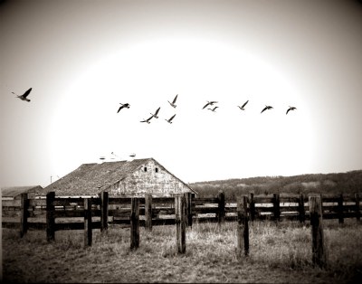 ~country flock~