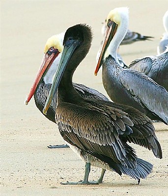 Pelicans