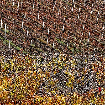 autunno tra le vigne 12
