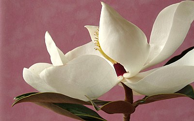 Magnolia 