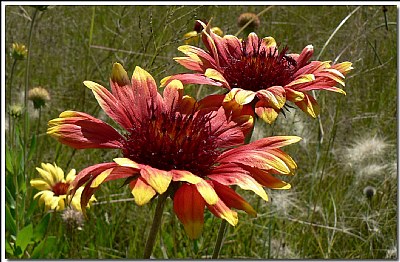  Field flowers