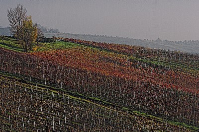 autunno tra le vigne 14