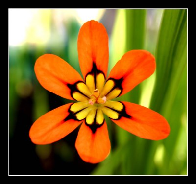 Orange flower