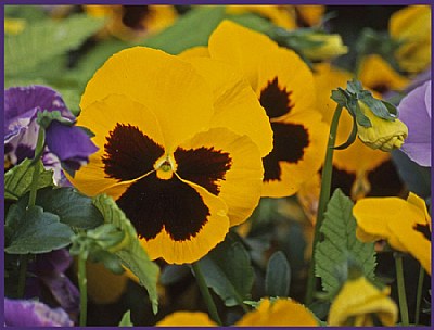 yellow violet