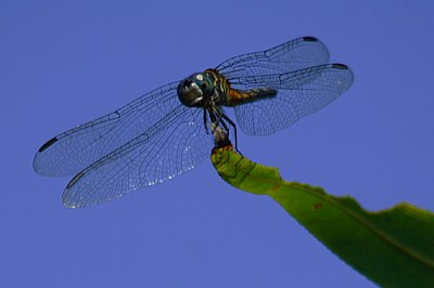 Dragonfly