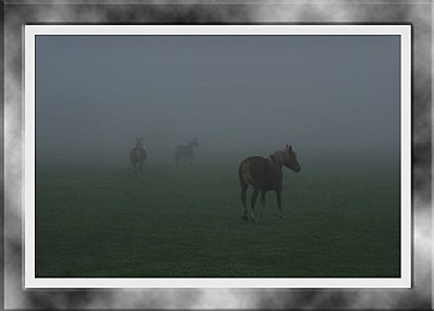 Off into the fog