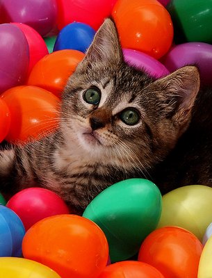 Easter Kitten