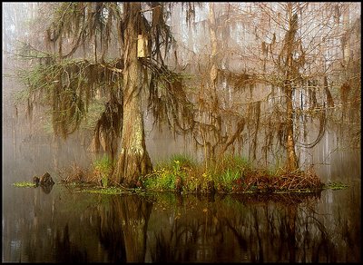 Southern Swamp