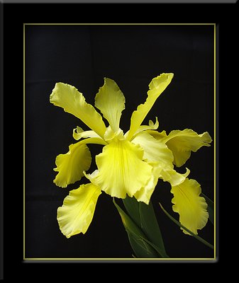 Yellow Iris in Black