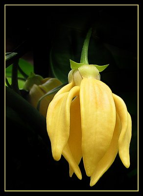 Yellow bell