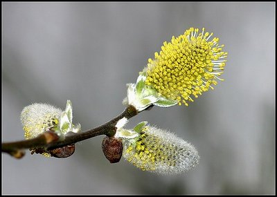 Silvered Spring