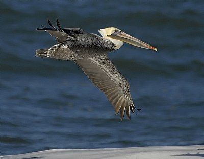 Brown Pelican