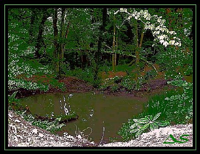 Mysterious Woods