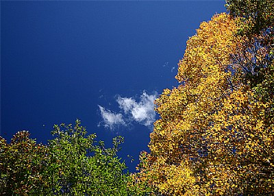 fall sky between gold and green