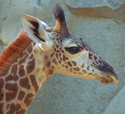 giraffe