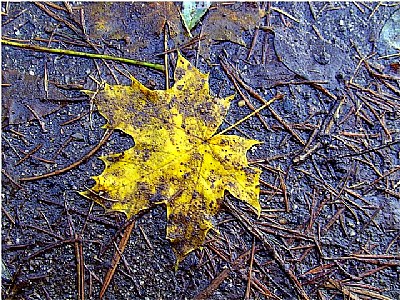 the dirty yellow leaf