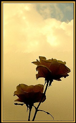 clouds and roses....