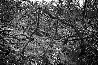 Framed Creek Rosgole