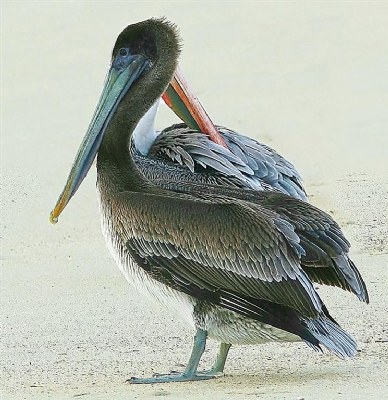 Pelican