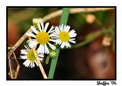 Yellow and White Flowers