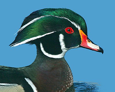 Wood Duck Obsession