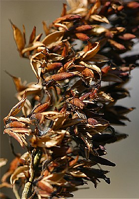 butterfly bush afterlife