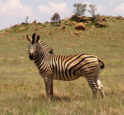 Zebra#1