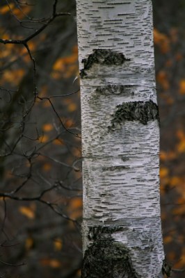 birch