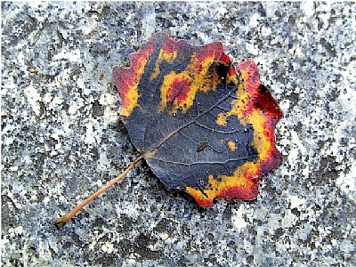 the colorful last leaf