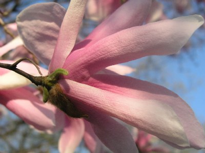 Pink Flower