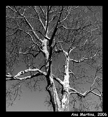 Sycamore tree in B&W