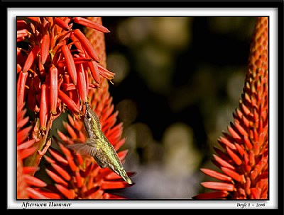 Afternoon Hummer