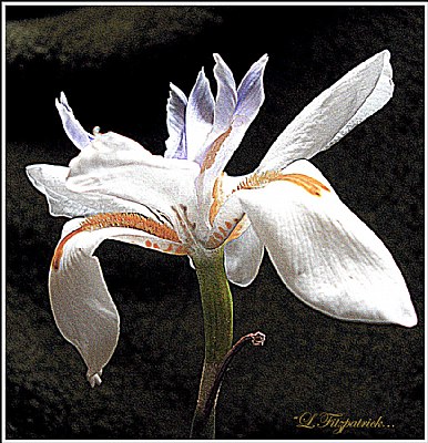 * Native Iris *