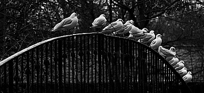 Gulls