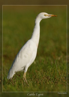 Cattle Egret #2