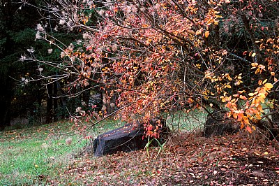 Tree and Rock