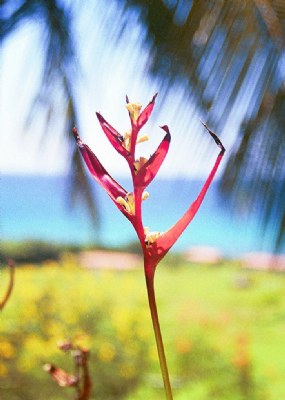 Puerto Rican Flower