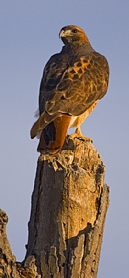 Red-Tailed Hawk - Bosqué del Apache, NM