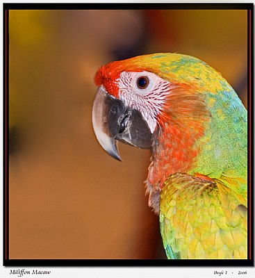 Miliffon Macaw