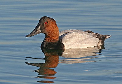 Canvasback  and the Origin of its Name