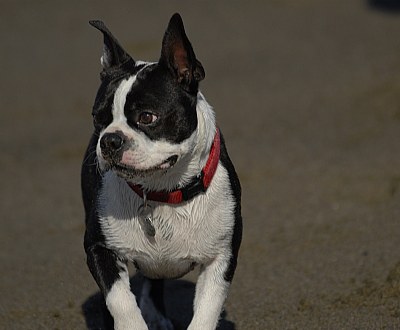 Boston Terrier on Beach