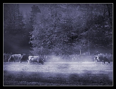 Misty Morning in the Field