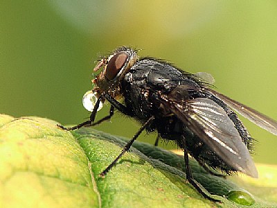 Fly with strange bubble