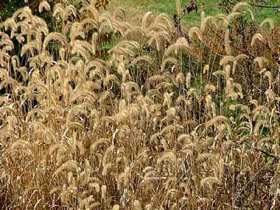 Harvest Gold