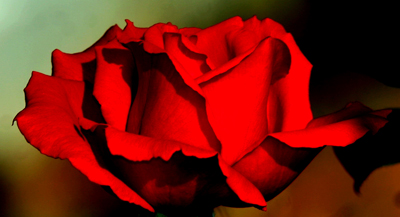 red rose 